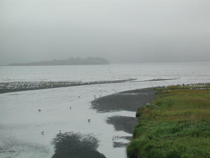 Kodiak Beach 4.jpg 43.1K